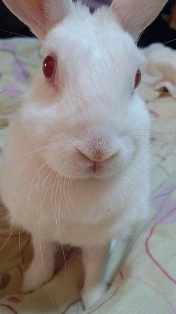 Pure White Rabbits with Red Eyes for Sale |Full Grown Breeding Rabbits