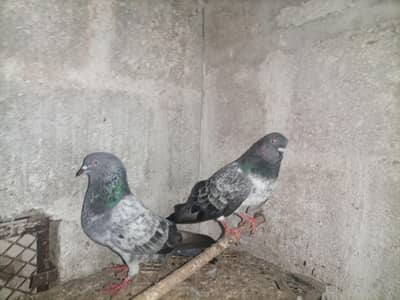 pigeon(kabooter)