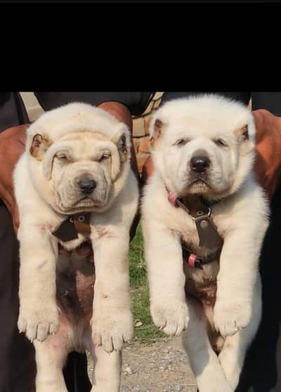 alabi dog male and female for sale available