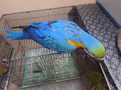 Bleu gold macaw chicks 4 manth