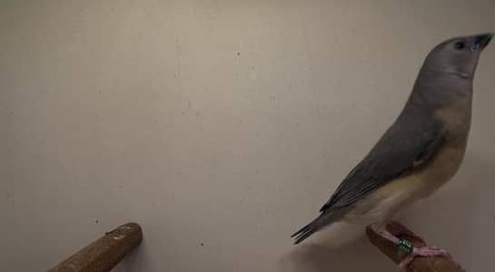 blue brono , blue split brono ,blue and split blue goldian chicks