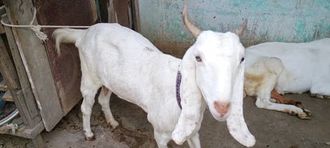 bakri for sale