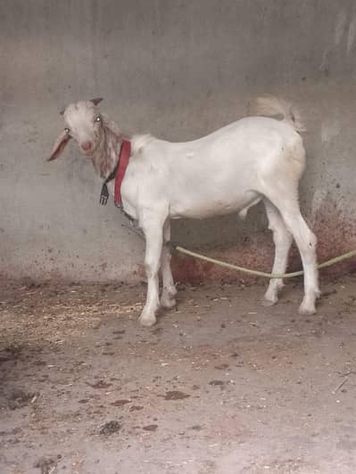 Bakra teda ful goll wtsb nmbr 03181237677