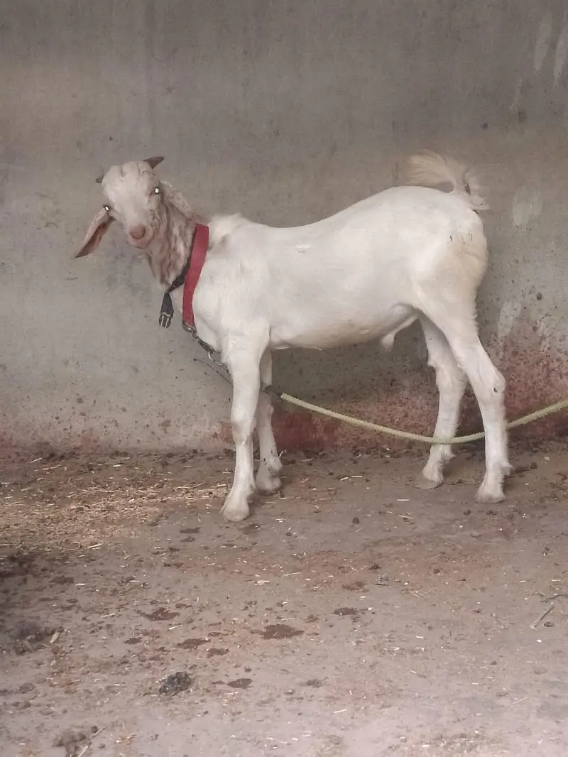 Bakra teda ful goll wtsb nmbr 03181237677