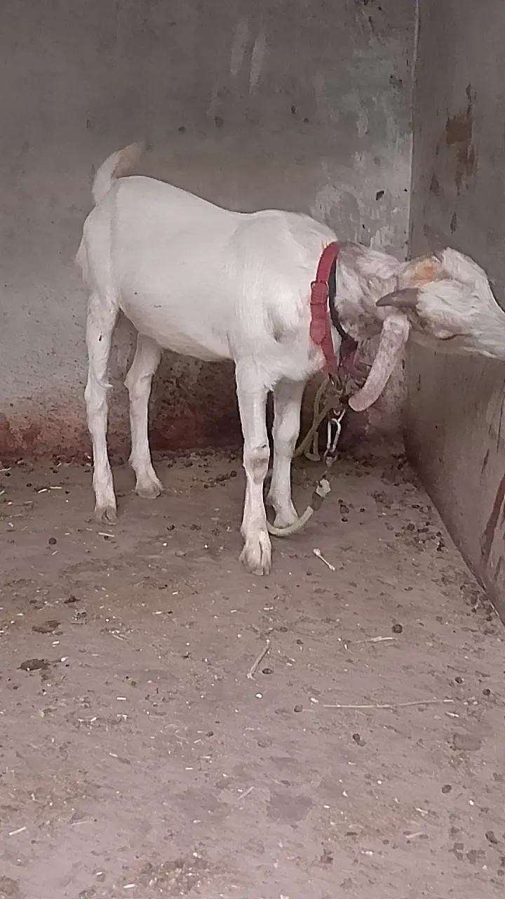 Bakra teda ful goll wtsb nmbr 03181237677 — photo 2