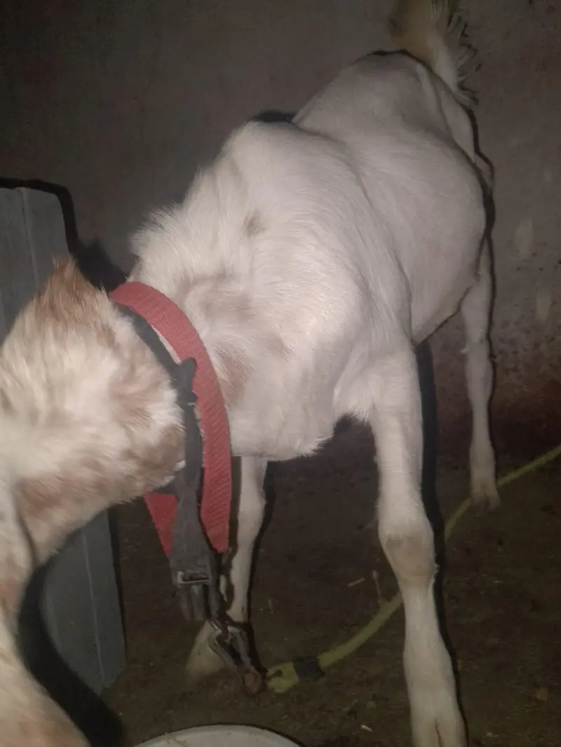 Bakra teda ful goll wtsb nmbr 03181237677 — photo 3