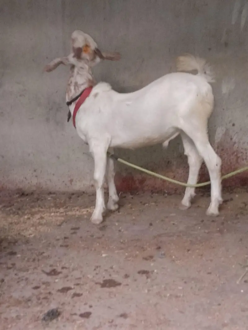 Bakra teda ful goll wtsb nmbr 03181237677 — photo 4