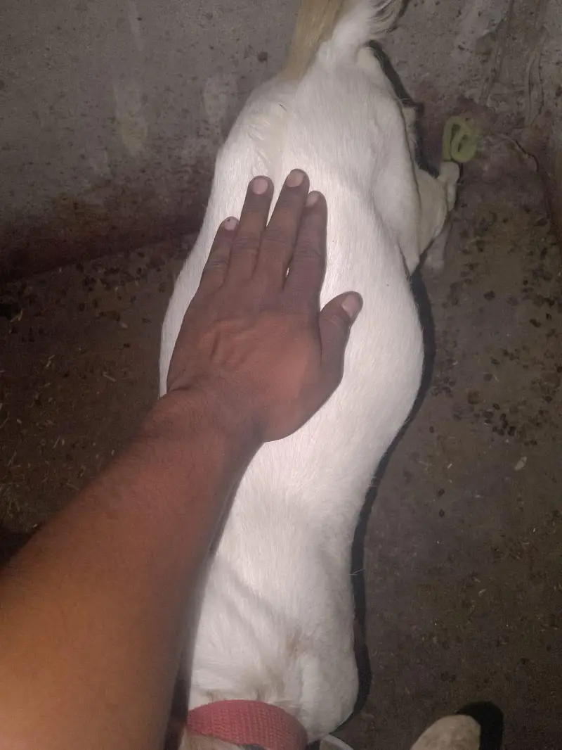 Bakra teda ful goll wtsb nmbr 03181237677 — photo 5