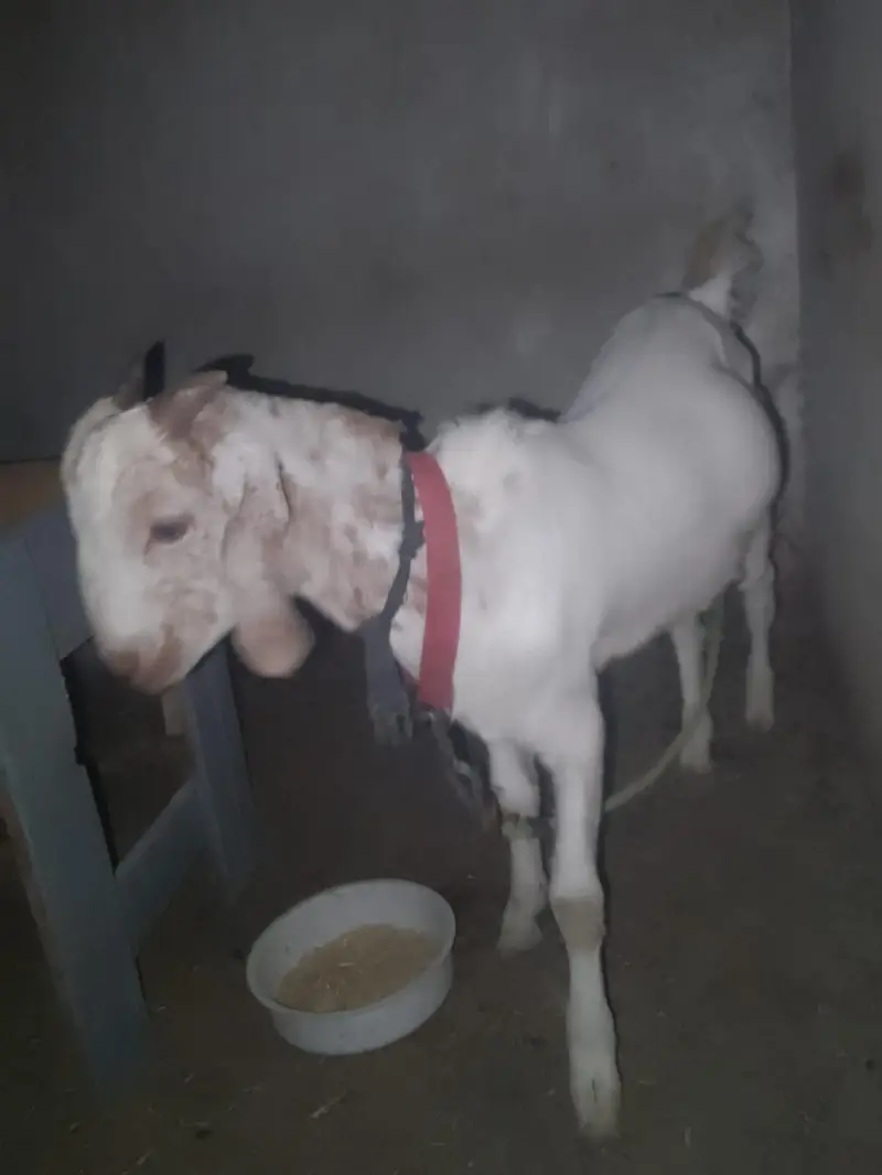 Bakra teda ful goll wtsb nmbr 03181237677 — photo 6