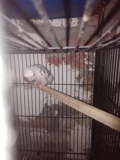 love birds possible Dun Fellow 03254869832