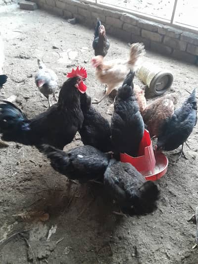 austrlop, golden masre and dase kurk wale hens for sale