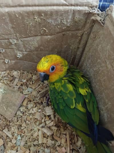 Sun Conure