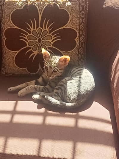 cat for sale free
