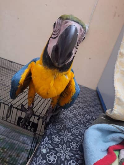 Bleu and gold macaw baby 4 manth available