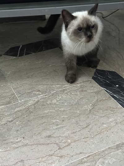 Siamese round face cat
