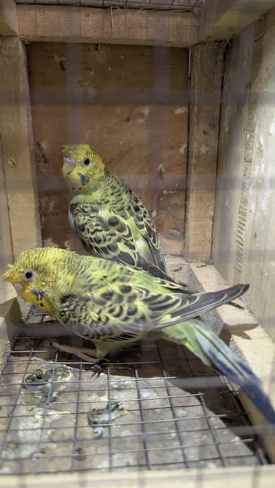 High quality Australian parrot for sale