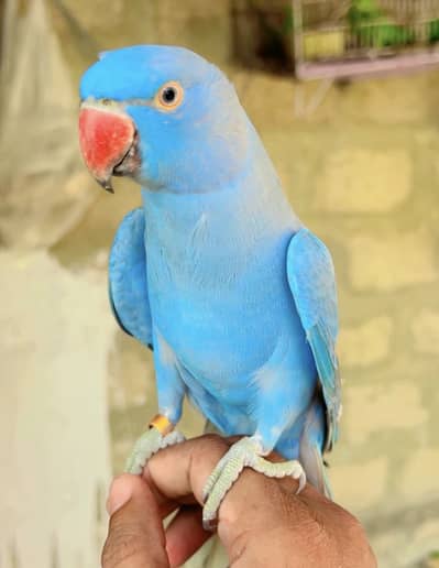 Blue Ring Neck for Sale 100% granted