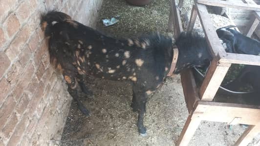2onda bakra