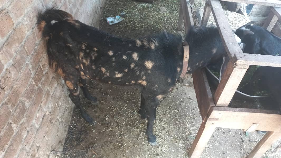 2onda bakra 1
