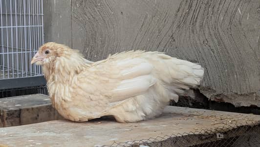 Ameraucana Chicken – Blue Egg Laying Hen