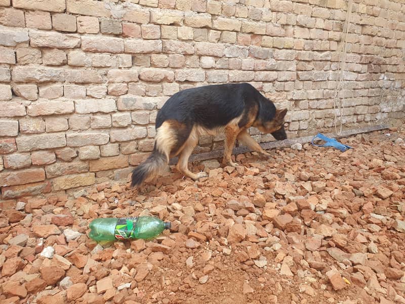german shepherd 0