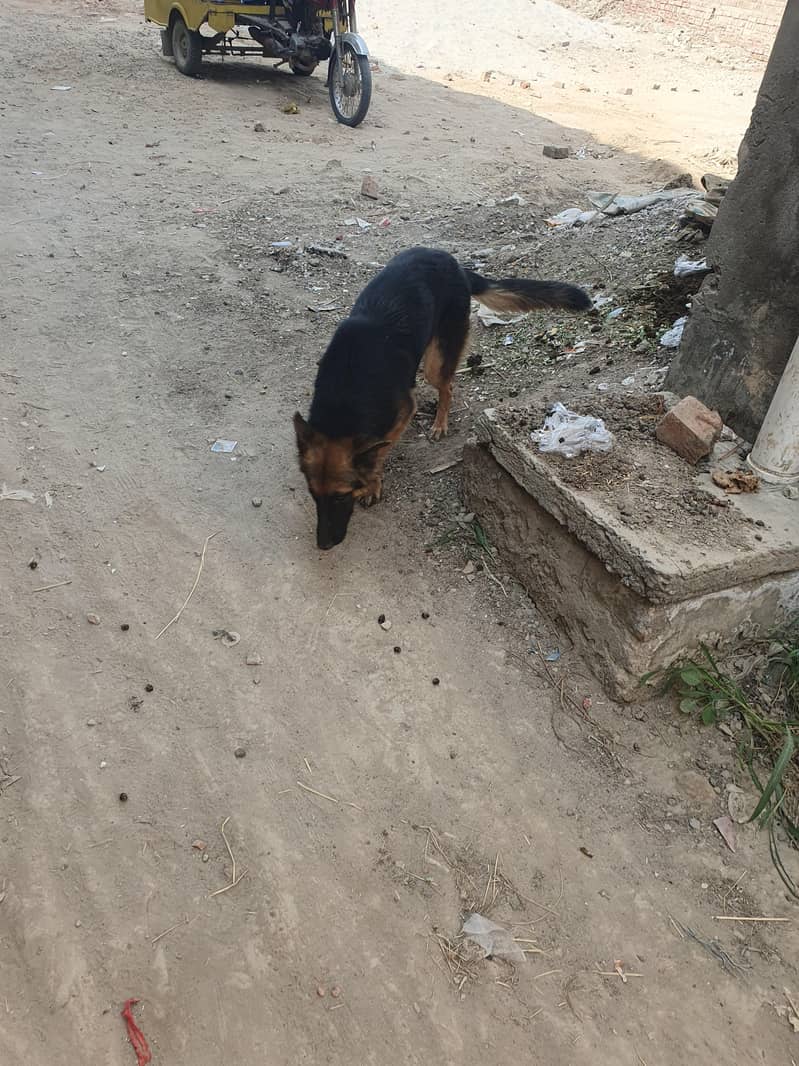german shepherd 1