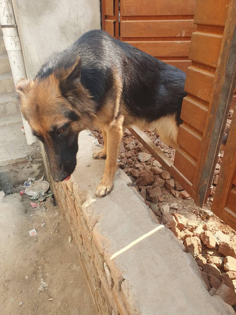 german shepherd 2