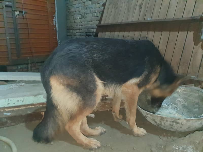 german shepherd 3