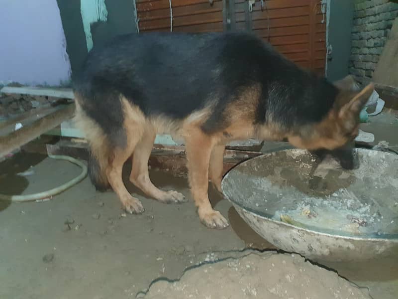 german shepherd 4