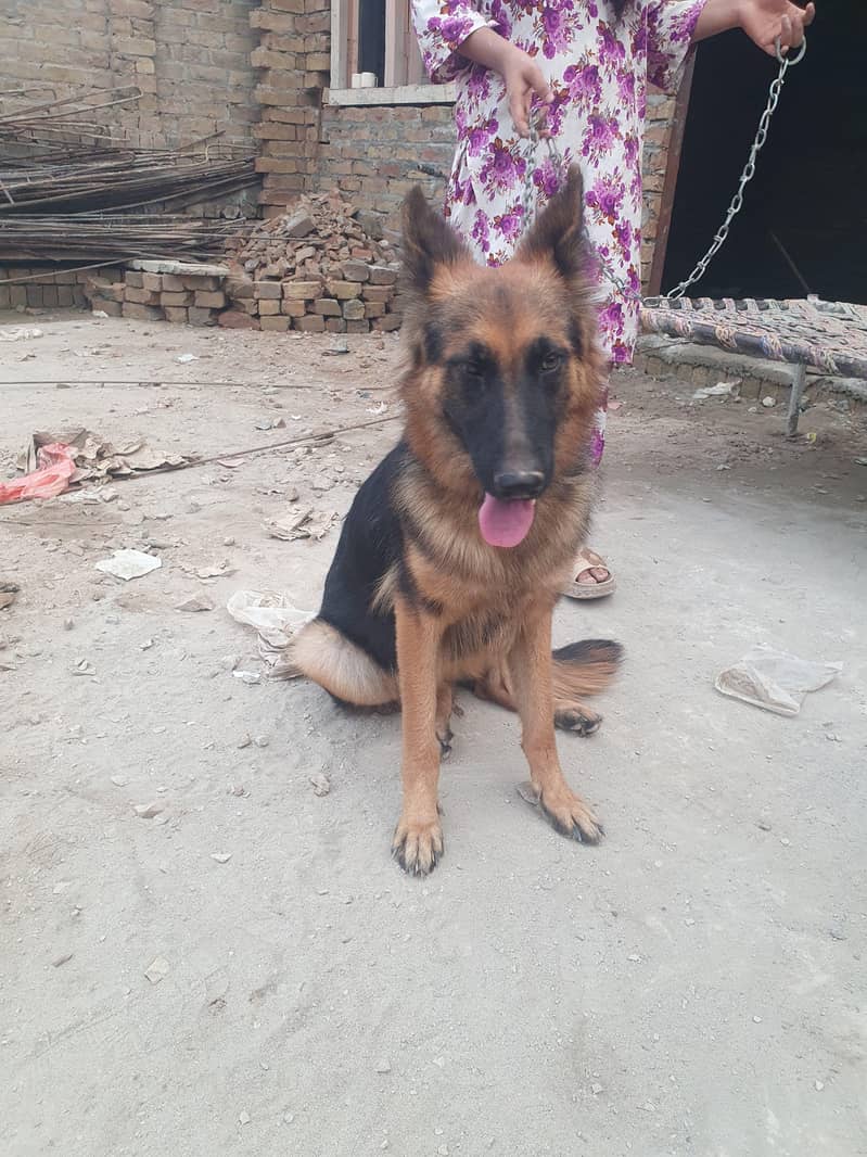 german shepherd 5