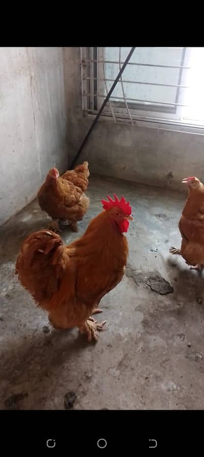 Golden buff 1 male 2 female frtail pair