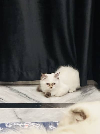 Kitten Himalayan
