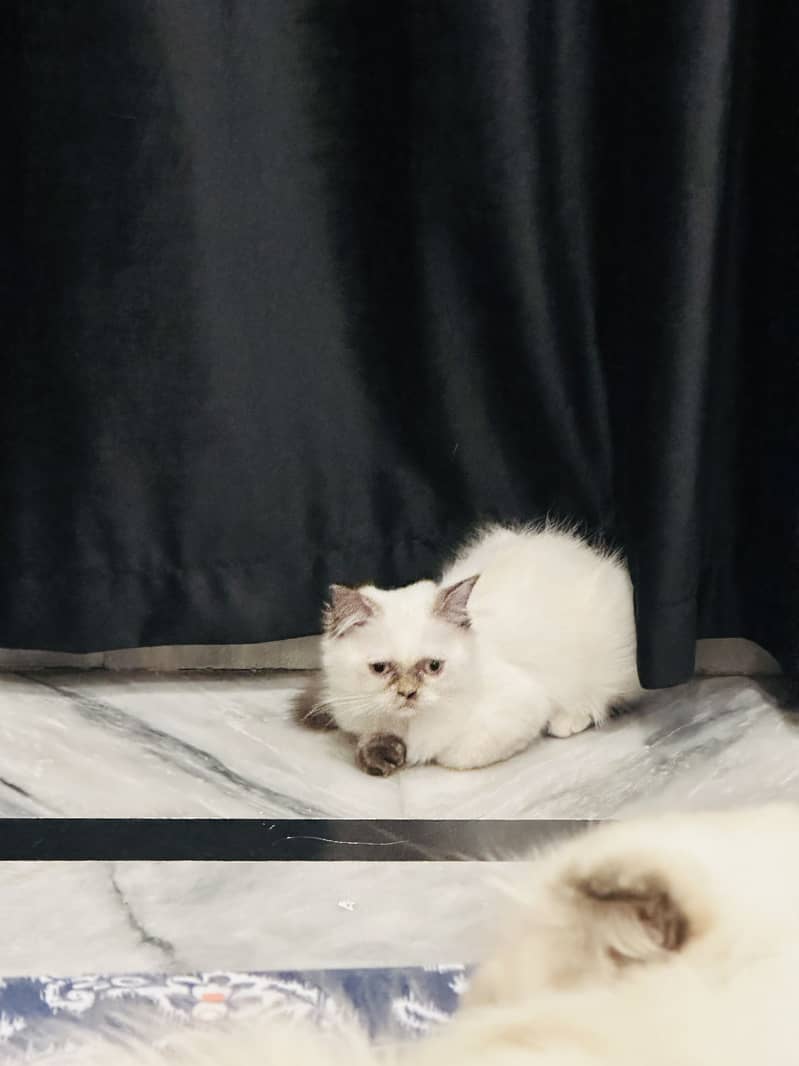 Kitten Himalayan 0