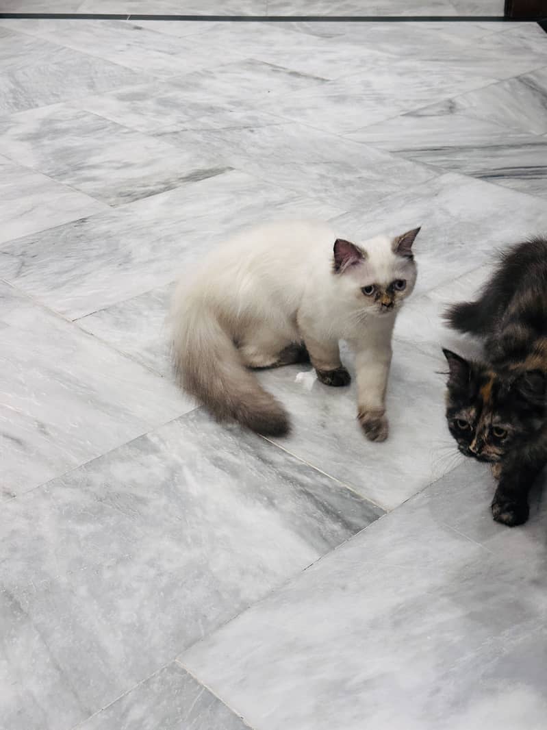 Kitten Himalayan 1