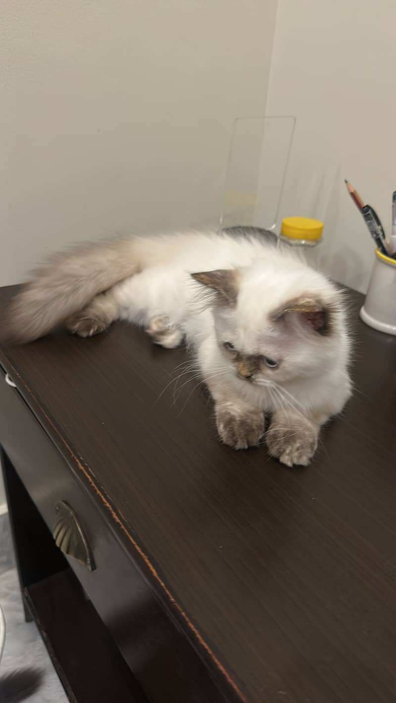 Kitten Himalayan 2