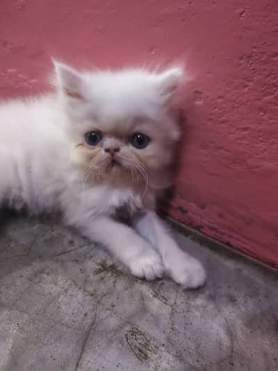 Top Quality Persian kittens Available For Sale on Very Affordable Prve