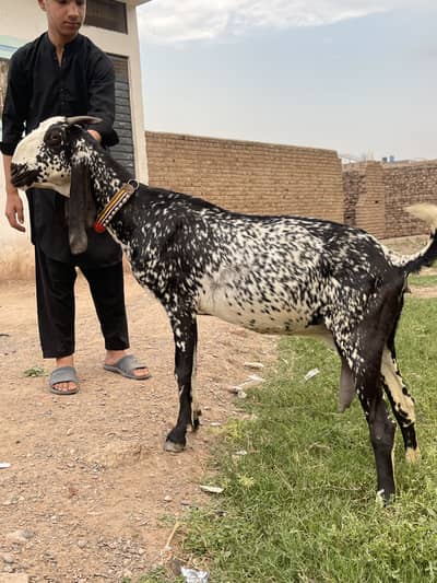 Makhichini bakri for sale
