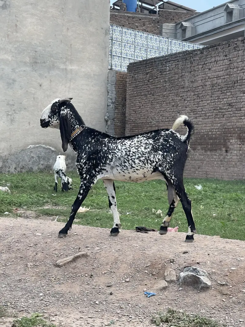 Makhichini bakri for sale — photo 2