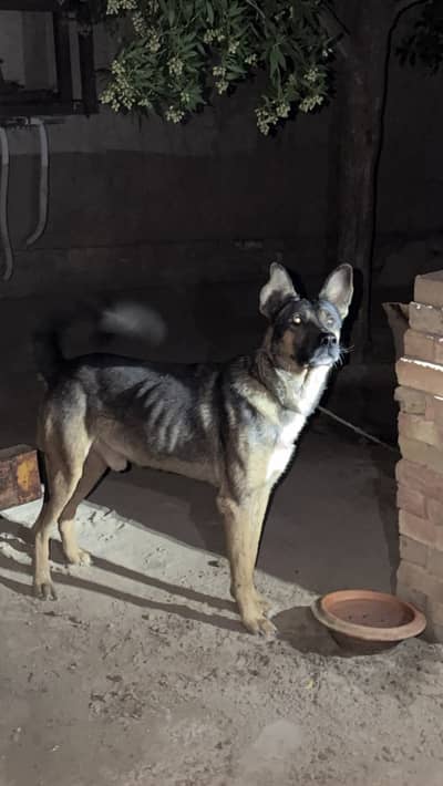 Belgium shepherd