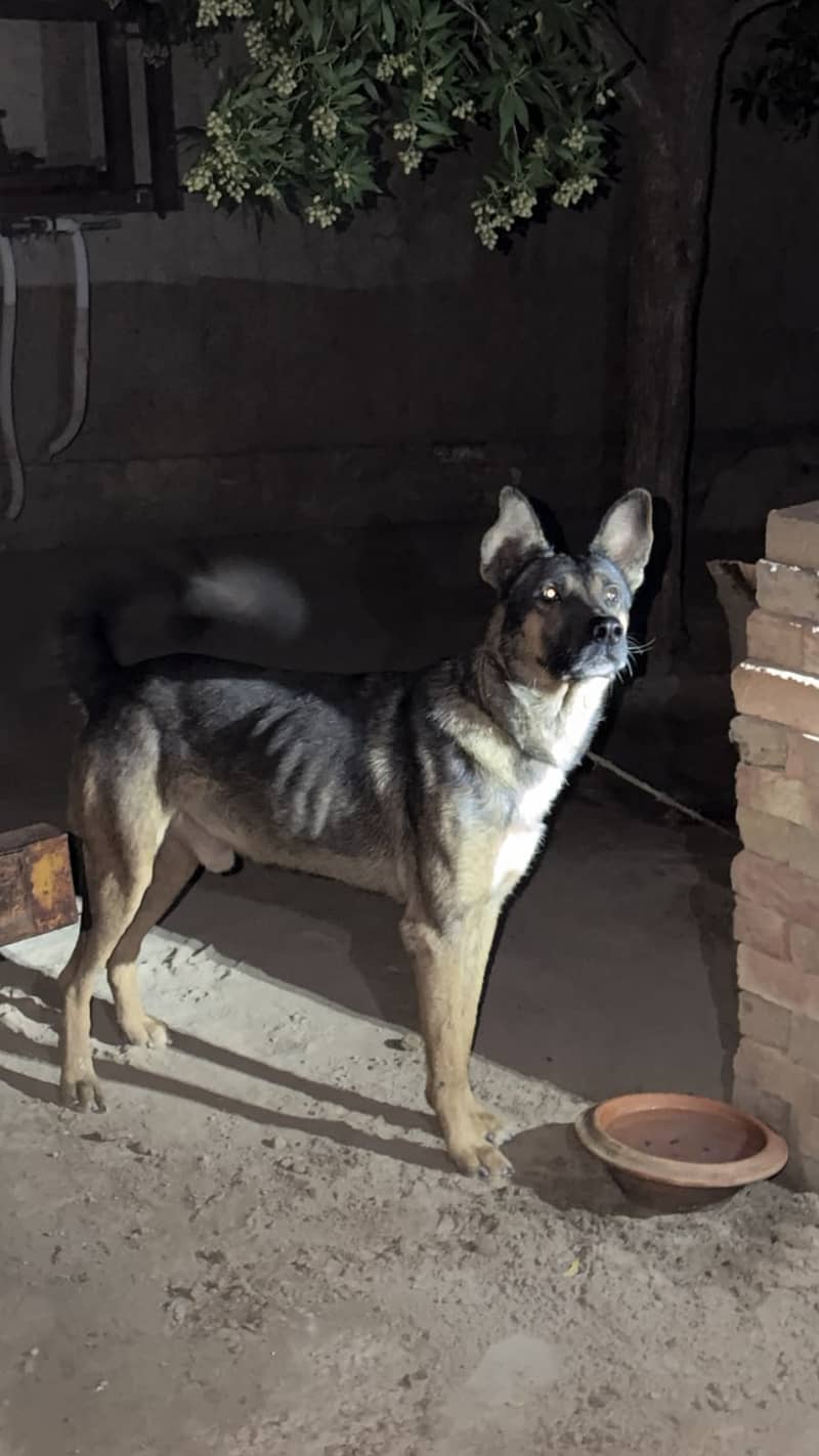 Belgium shepherd 0