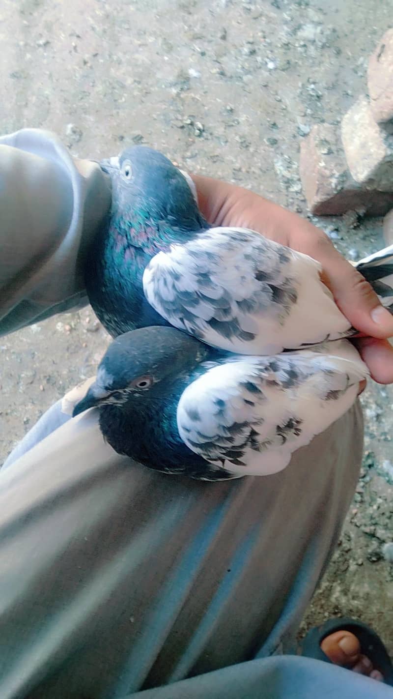 freozpuri 2