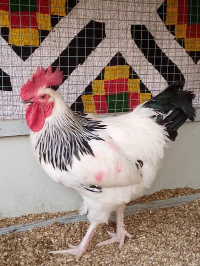 Light Sussex Heritage male