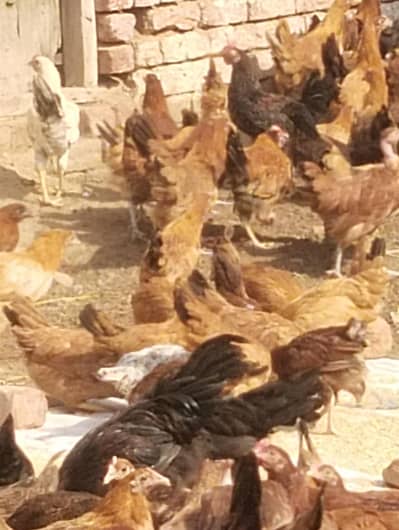 deasy murge for sale starter murge Ghar ke pale Hoye
