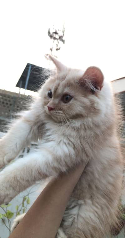 LONG COAT MALE KITTEN