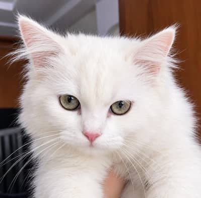 Persian male cat