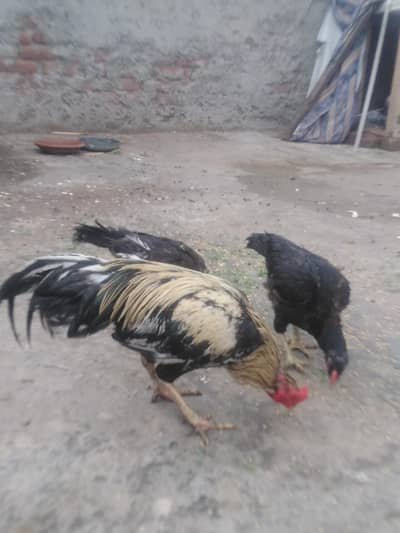 healthy and active 6 desi aseel morgi or 1 morga 21000 /03035846813