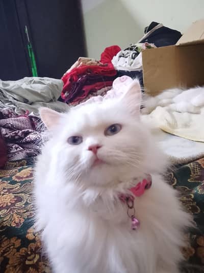 white cat end bloue eyes full active