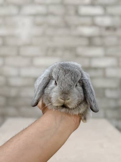 Holland lop bunnies available