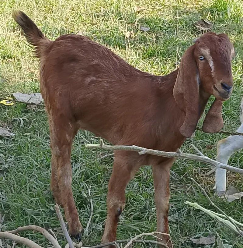 Mix Breed Goat for sale
