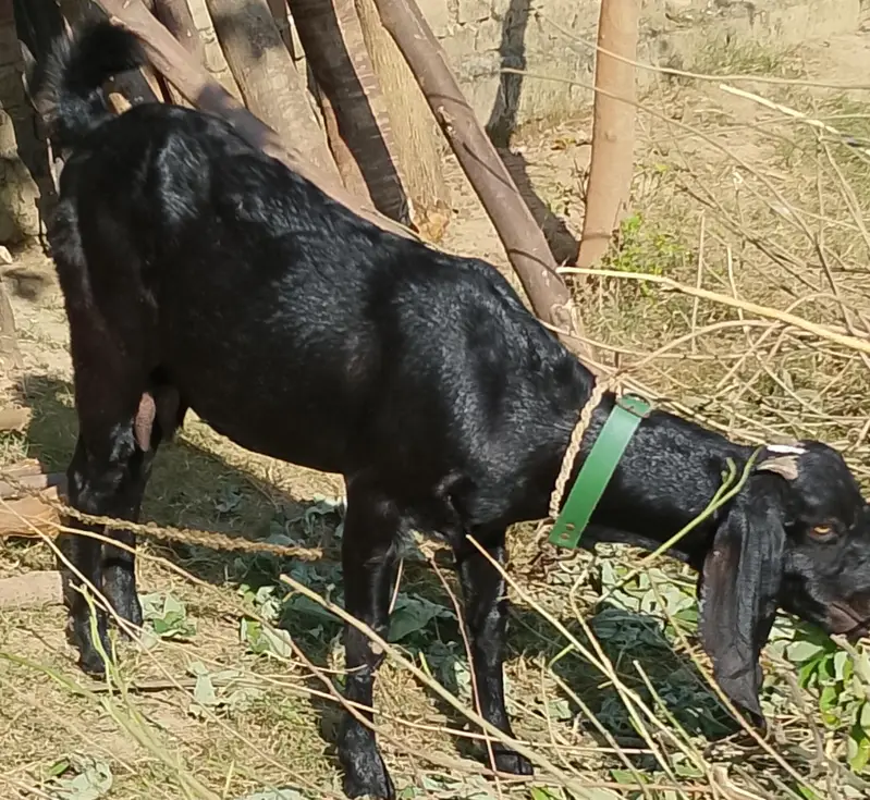 Mix Breed Goat for sale — photo 2